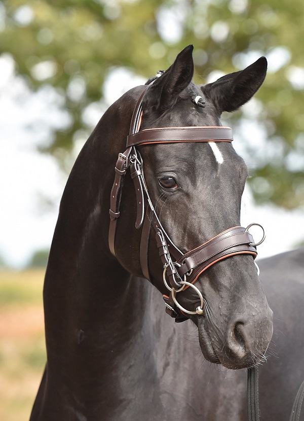 BUSSE-Leder-Kappzaum-Fit-Fit-Pro-oder-Professional-longieren-auch-mit-Gebiss-TOP